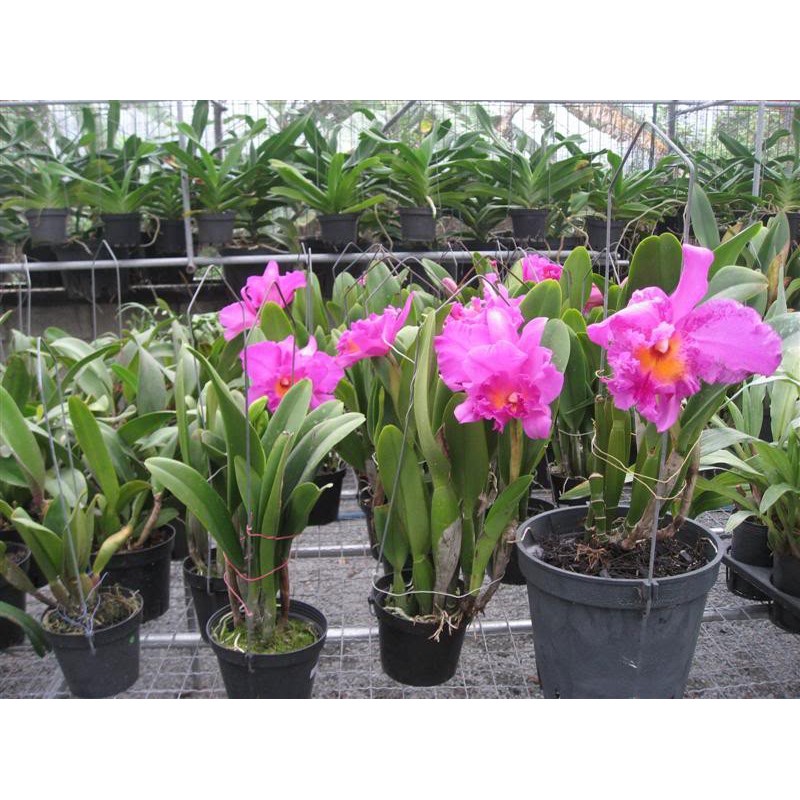 RYNAN FLOWERMATE 220 hũ 150gr - NPK 12-12-20+TE dùng cho cây giai đoạn ra hoa, hoa nở đồng loạt, dưỡng hoa lâu tàn