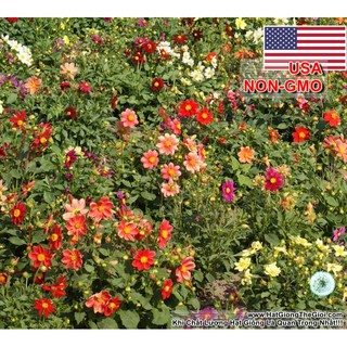 200.HẠT Hạt Giống Thược Dược Lùn Mix 40cm (| -KD: B30*V12)