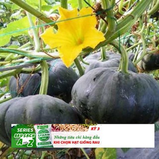 Bí đỏ da xanh siêu ngọt 10 hạt