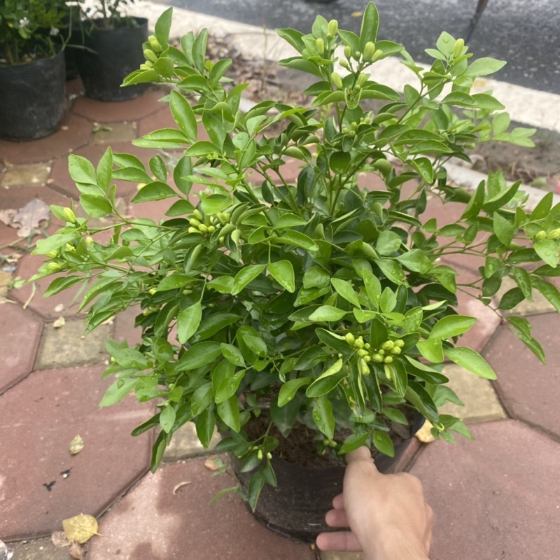 Cây nguyệt quế cao 30-40cm tán xum hoa thơm ngào ngạt