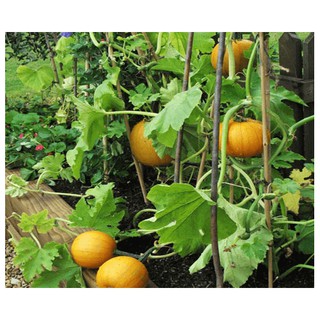 Hạt Giống Bí Ngô Mini Mix 10 hạt