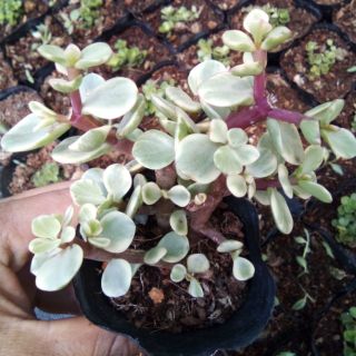 Sen đôla mỹ trắng