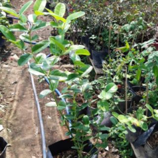 Cây si rô nặng 1kg