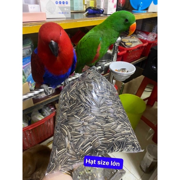 BỊCH 1 Kg HẠT HƯỚNG DƯƠNG NGA SIZE LỚN THỊT NHIỀU ( dành cho vẹt )