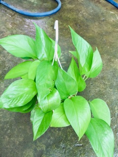 TRẦU BÀ THÁI XANH