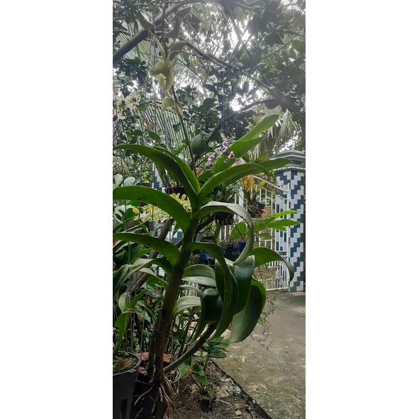 Hoa Lan Dendro Nắng Thỏ Vàng 1 Chậu ( chậu cây trưởng thành, sắp có hoa, chậu nhiều thân, cây to khỏe)