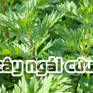 Hạt giống cây ngải cứu - 1 gói 50 hạt