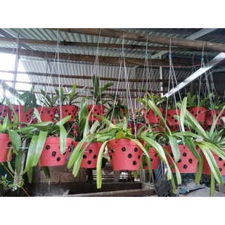 1 chậu 2 cây lan đuôi cáo đẹp(như hình cuối)
