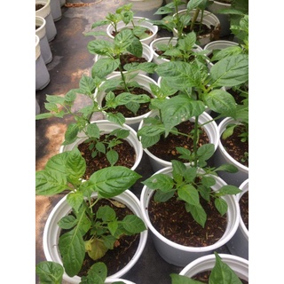 Cây giống ớt cay Aji Charapita Peru