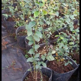 Cây việt quất chậu