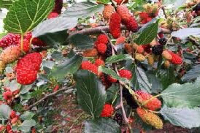 Cây dâu tằm đang cho trái