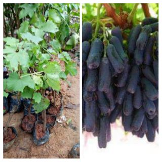 Cây giống nho ngón tay ,cây nho đen không hạt