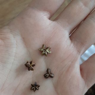 Combo 50 Hạt Dổi, 50g Mắc Khén loại 1