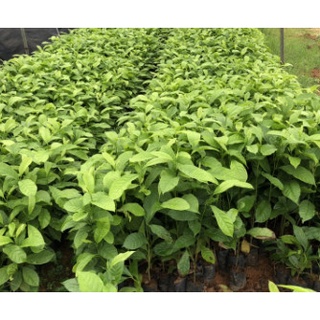 Giống cây dổi lấy hạt