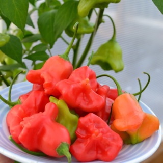Hạt giống ớt hoa hồng