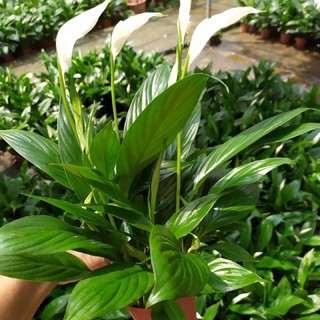 Cây Lan Ý để bàn