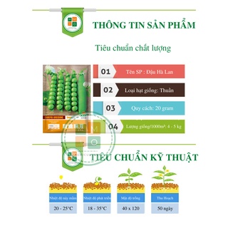 Hạt giống đậu Hà Lan