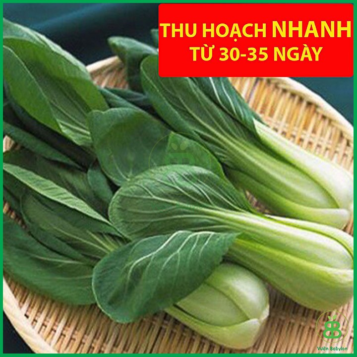 Hạt Giống Cải Thìa 20Gr Bẹ Lớn, Ngọt - Hạt Giống Cải Chíp Cao Sản Năng Suất Cao