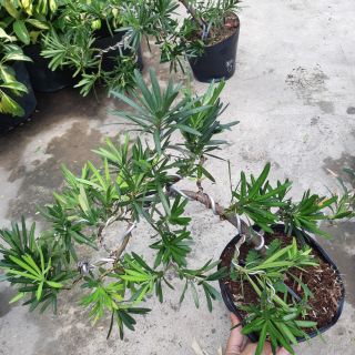 Tùng la hán bonsai DÁNG ĐỔ SIÊU ĐẸP
