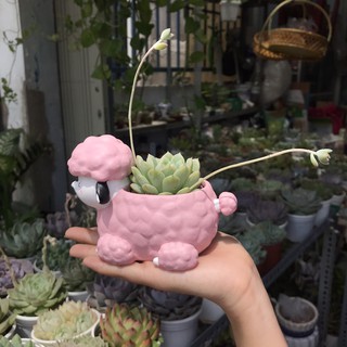Chậu thú trồng sen đá dễ thương