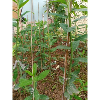 Cây thạch anh (combo 25 khúc)