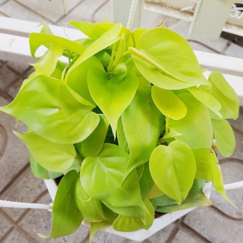 Trầu bà Philodendron Hederaceum 'Lemon Lime