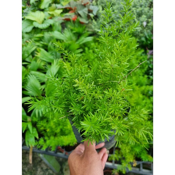 Chậu Cây thiên môn  -  kim môn đông