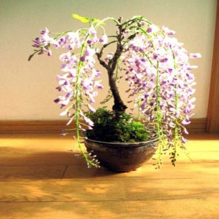 HẠT GIỐNG HOA TỬ ĐẰNG, nhiều màu sắc,