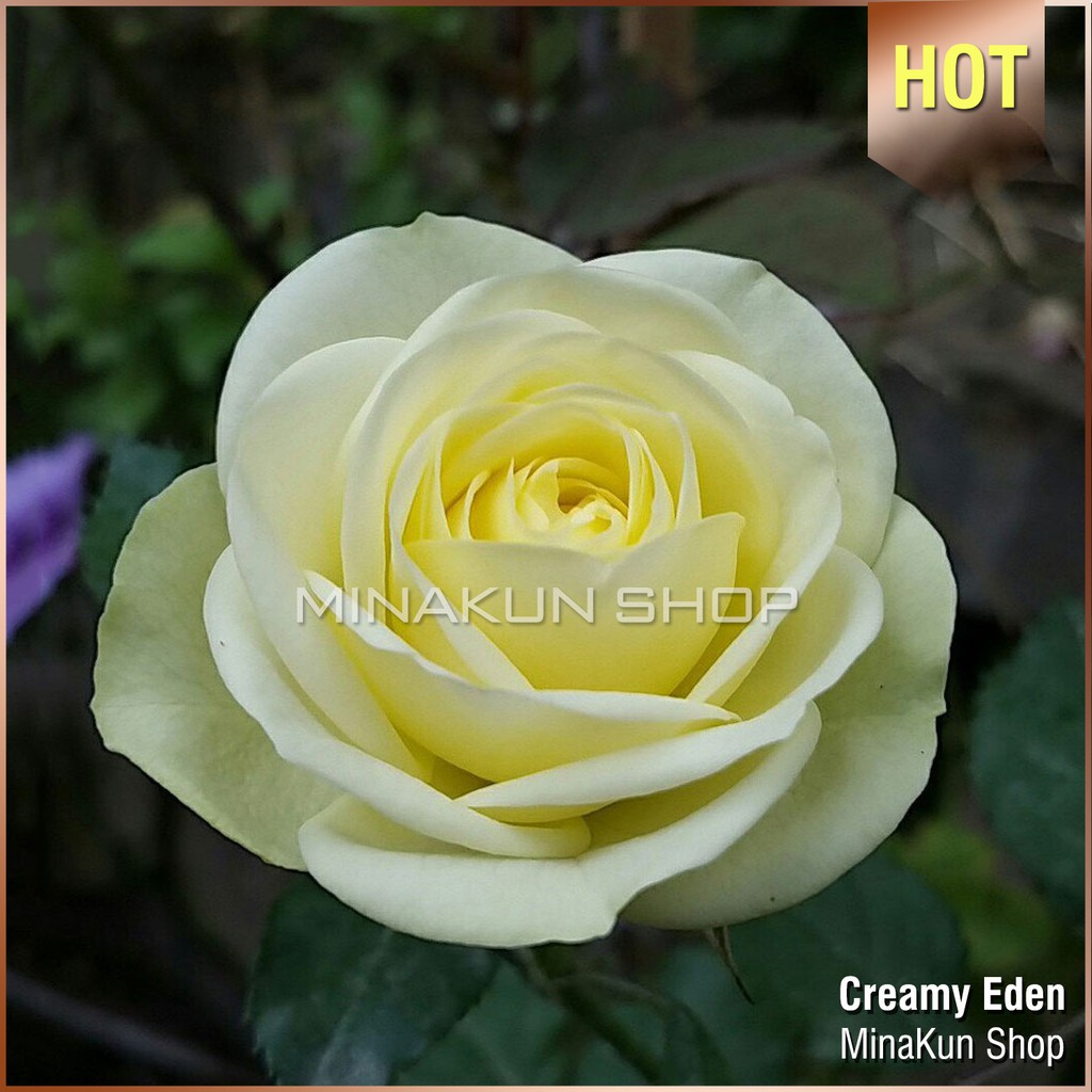 Gốc hoa hồng ngoại Creamy Eden - Shop đã ủ kích rễ, rễ trần hàng đẹp