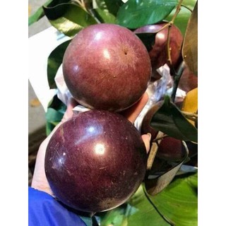 Vú Sữa  Mika....chuẩn giống