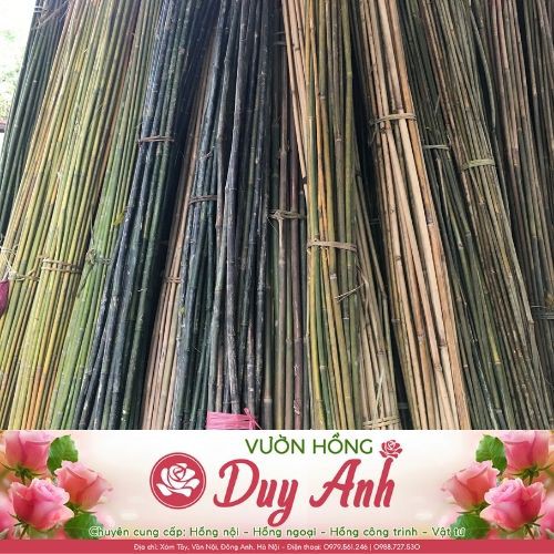 Nứa làm cọc chống hoa hồng, chiều dài 1.5m