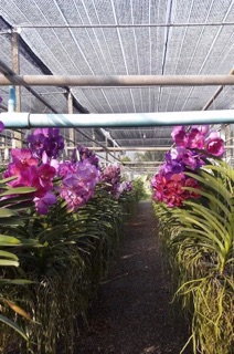 Hoa lan Vanda giống hoa to
