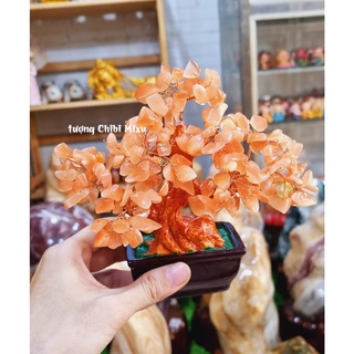 Cây tài lộc đá mắt mèo màu cam cho người mệnh Hỏa