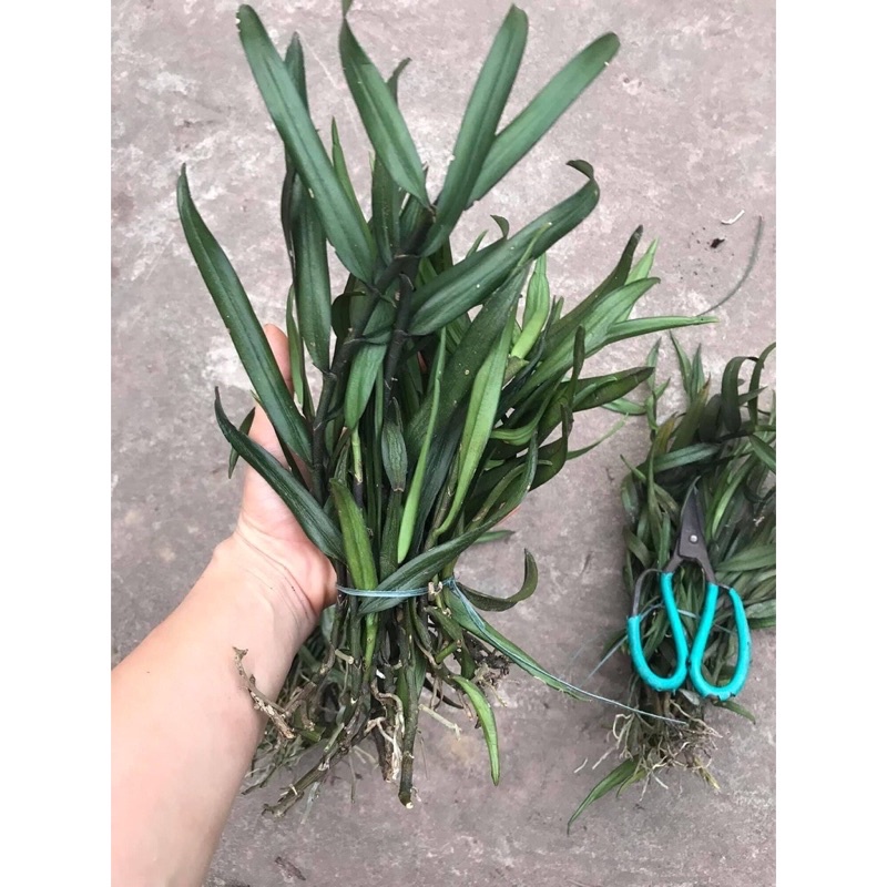 Hoa Lan quý trứng bướm hoa dài sỉ 15k