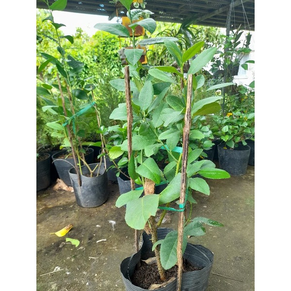 Chanh Mỹ vàng trái dài  - cây giống SaDec