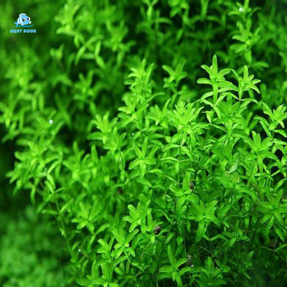 Cây thuy sinh Trân châu cao lá kim