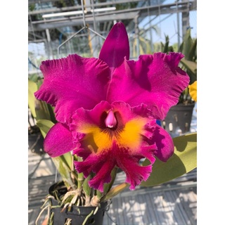 Hoa Lan Cattleya King Of Taiwan cây trưởng thành hàng thuần sắp hoa