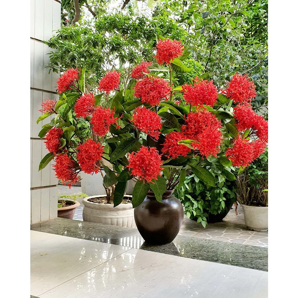 Bình Hoa Lọ Hoa Dáng Vò Thấp Cao 22cm Men Mộc Nhiều Mẫu Gốm Sứ Bát Tràng - Gốm Bích