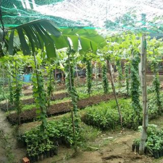 Nho móng tay 152 ( Nho Ninh Thuận)