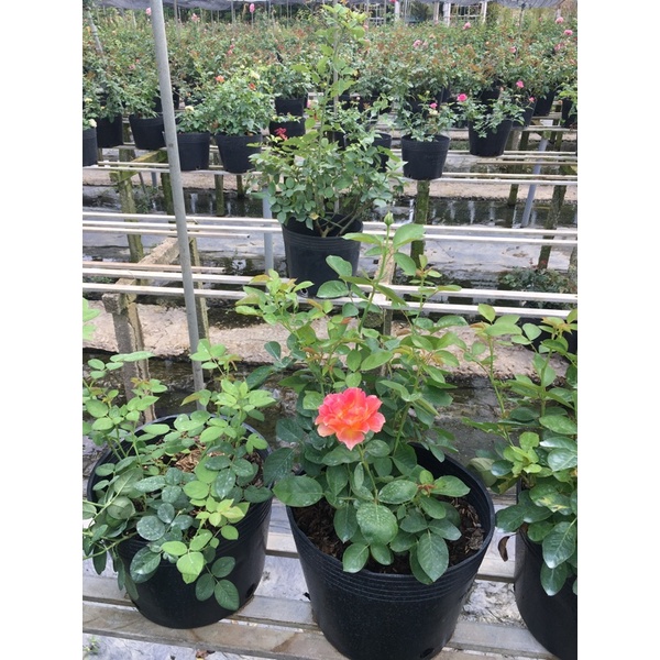 Hồng Pháp La Parisience