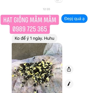 Hạt giống hoa cúc thân gỗ 50k/500 hạt
