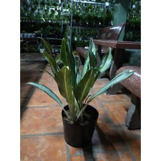 Cây giữ tiền 2 thân