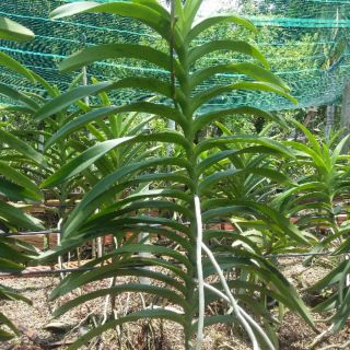 LAN MOKARA CÂY LỚN