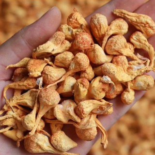 NỤ BÔNG ĐÔNG TRÙNG HẠ THẢO