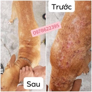 trị ghẻ nấm viêm da