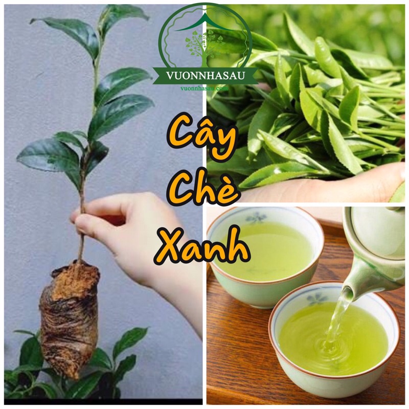 Combo 5 Cây Giống Chè Xanh Thái Nguyên tặng 1 cây