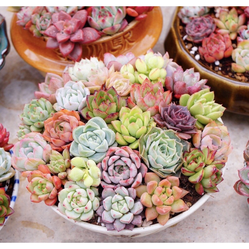 Combo 10 cây sen đá mini ngẫu nhiên size từ 2,5-4cm. Mua 10 tặng 1