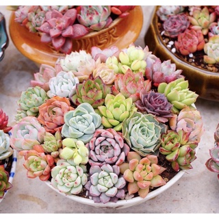 Combo 10 cây sen đá mini ngẫu nhiên size từ 2,5-4cm. mua 10 tặng 1