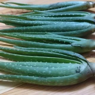 Cây nha đam giống mỹ