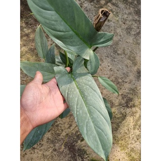 cây kiếm bạc Philodendron Hastatum